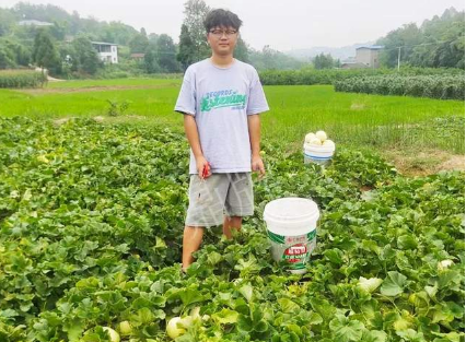 蔬菜種子種植戶客戶點評-甜瓜新品上市，每個賣9元，很暢銷！