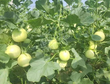 蔬菜種子種植戶客戶點(diǎn)評-種植這個(gè)新品種，我感到非常滿意！