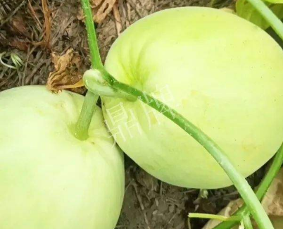 蔬菜種子種植戶客戶點(diǎn)評-我終于找到滿意的甜瓜品種了！