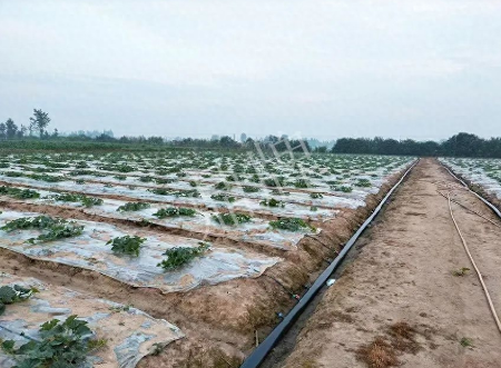 蔬菜種子種植戶客戶點(diǎn)評-80后大廚回鄉(xiāng)種甜瓜，第一年就賺15萬！