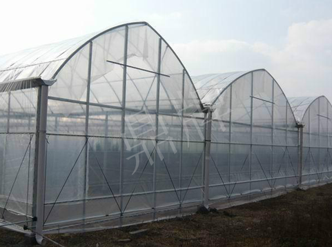 蔬菜種子種植戶客戶點(diǎn)評-鼎牌瓠瓜上市早，地頭批發(fā)價(jià)達(dá)到8元/斤，種植基地王老板告訴您！