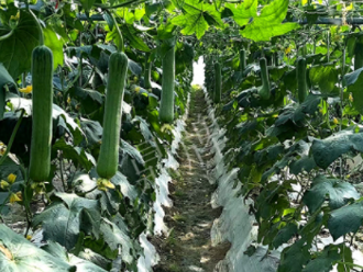 蔬菜種子種植戶客戶點(diǎn)評-高手在民間，浙江蒼南的絲瓜在下半年至春節(jié)，都有大量上市！