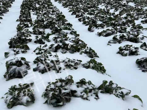 蔬菜種子種植戶客戶點(diǎn)評-春節(jié)期間，2畝雜交“東漢菜”一批就賣了2萬多元！