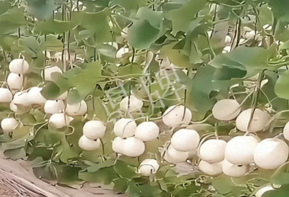 蔬菜種子種植戶客戶點(diǎn)評-現(xiàn)在的瓜菜價(jià)格不好，但我種植的優(yōu)質(zhì)甜瓜還是有好的收入！