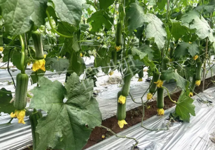 蔬菜種子種植戶客戶點評-這個新品種好不好？？？見證的時候到了！