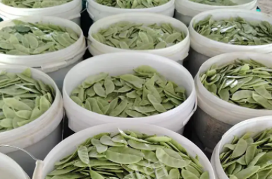 蔬菜種子種植戶客戶點評-時隔20年，我再種這個品種，大家來看看，怎么樣？