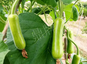 蔬菜種子種植戶客戶點評-科研人員發(fā)誓研究的一個抗高溫品種，您可能需要！