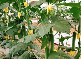 蔬菜種子種植戶客戶點評-一株結(jié)瓜30多個，價錢好，賺了！