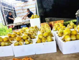 蔬菜種子種植戶客戶點評-這位老板像初戀一樣，獨愛“金美2號”