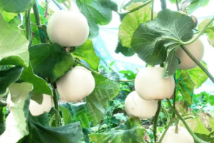 蔬菜種子種植戶客戶點評-丁老板說：種植這個品種，獲得了滿意的收入，確實“爽歪歪”