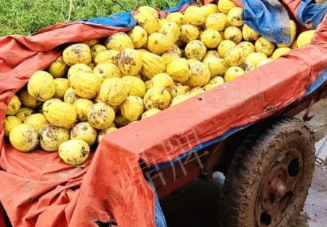 蔬菜種子種植戶客戶點評-持續(xù)暴雨天氣，這個品種幫我們渡過了難關(guān)，收入還滿意！