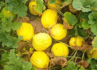 蔬菜種子種植戶客戶點評-瓜農說：“還得是這個品種啊！”，什么品種讓種植戶如此感慨？