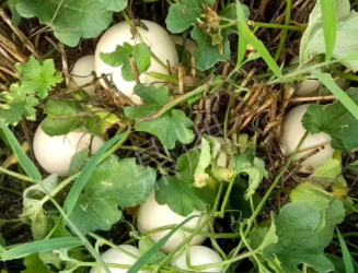 蔬菜種子種植戶客戶點評-一個會寫詩的農民，把甜瓜種在草叢中，結果怎樣？