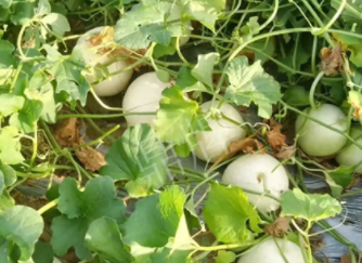 蔬菜種子種植戶客戶點評-真有這么好嗎？這個品種我試種了一畝地，猜猜我賣了多少錢？