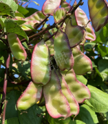 蔬菜種子種植戶客戶點評-價格好得讓種植者笑咪咪的，這個神奇的品種在霜降后還是串串結莢！