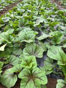 蔬菜種子種植戶客戶點評-第一次種植這種菜，現在可以上市了，大家?guī)臀医ㄗh一下，能賣個什么價格？